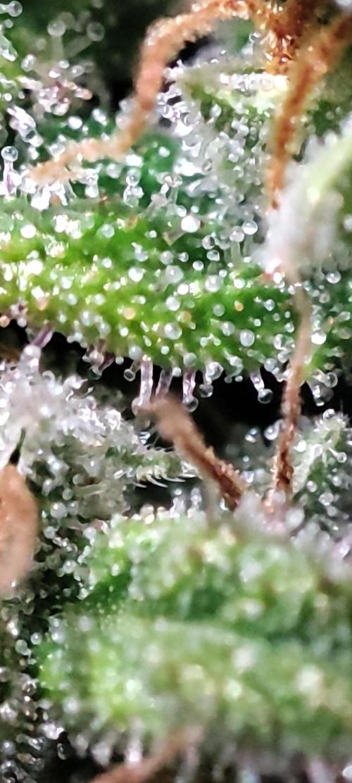 California Haze Humboltd Company. Week 31