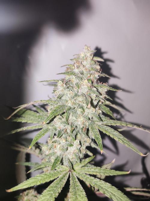 California Haze Humboltd Company. Week 31