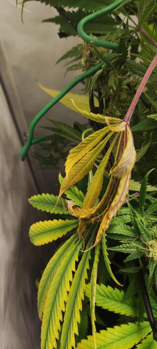 California Haze Humboltd Company. Week 32