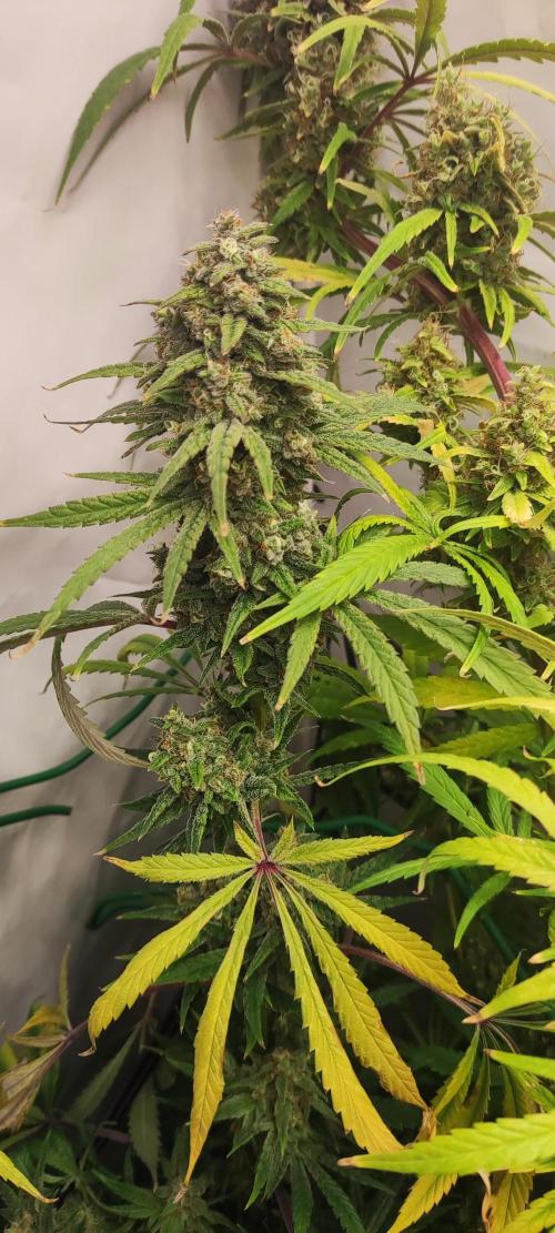 California Haze Humboltd Company. Week 32