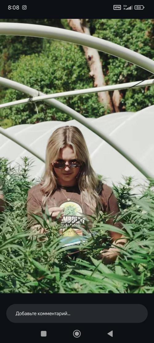 California Haze Humboltd Company. Week 32