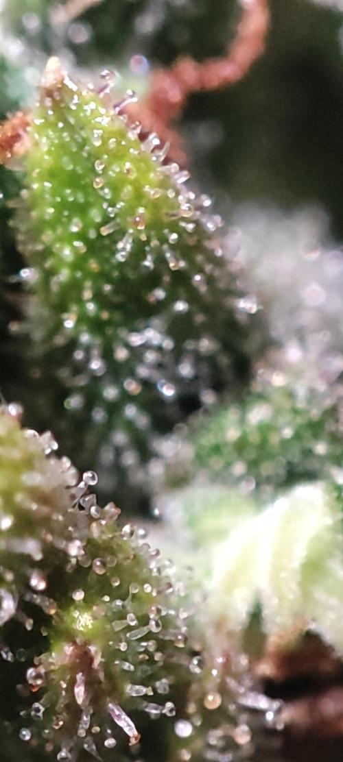 California Haze Humboltd Company. Week 33