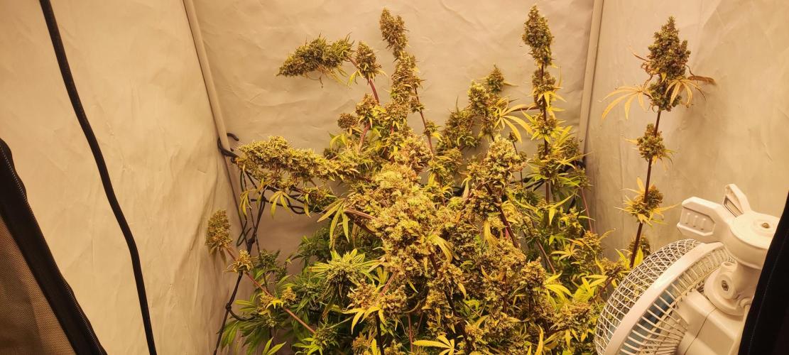 California Haze Humboltd Company. Week 33