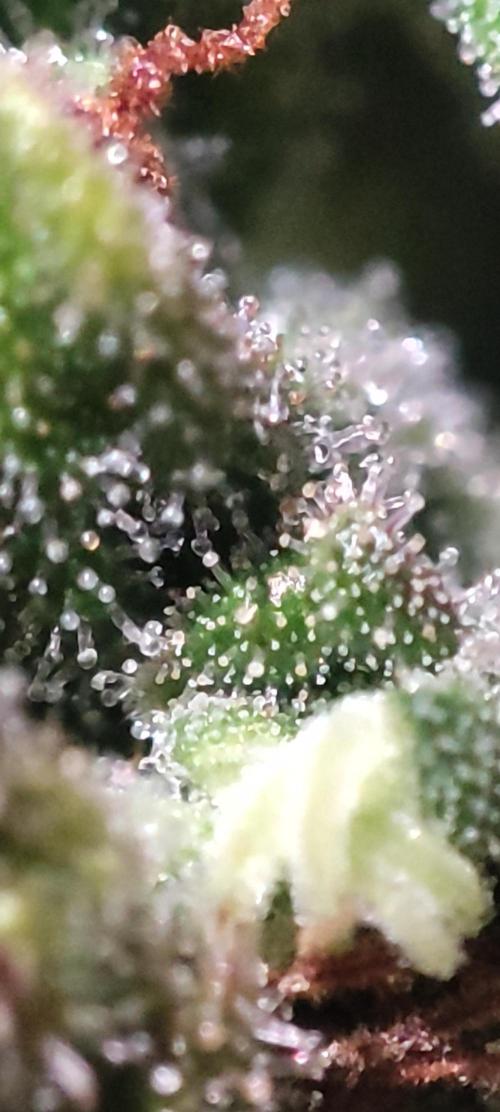 California Haze Humboltd Company. Week 33