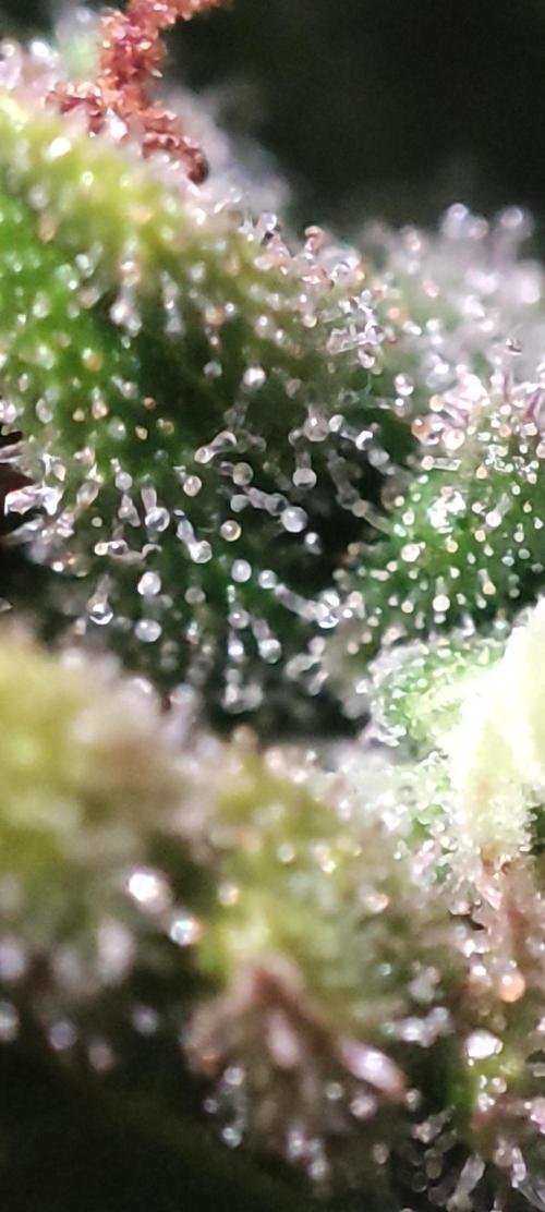 California Haze Humboltd Company. Week 33