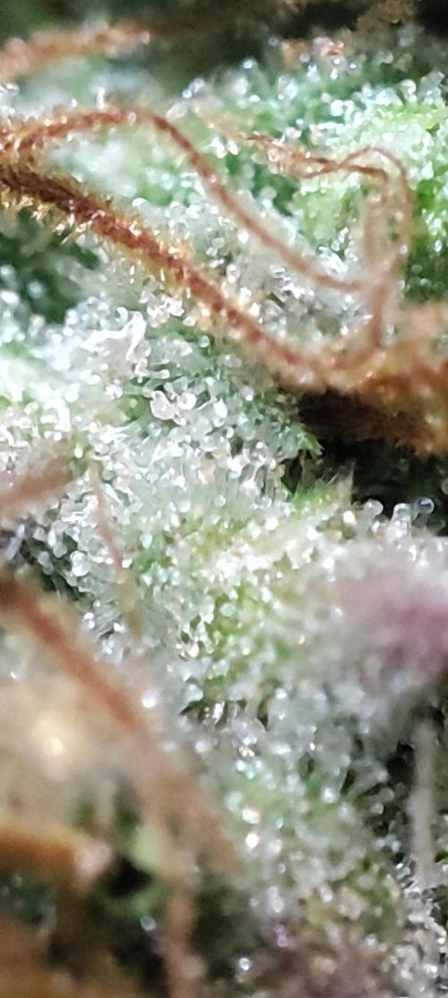 California Haze Humboltd Company. Week 33