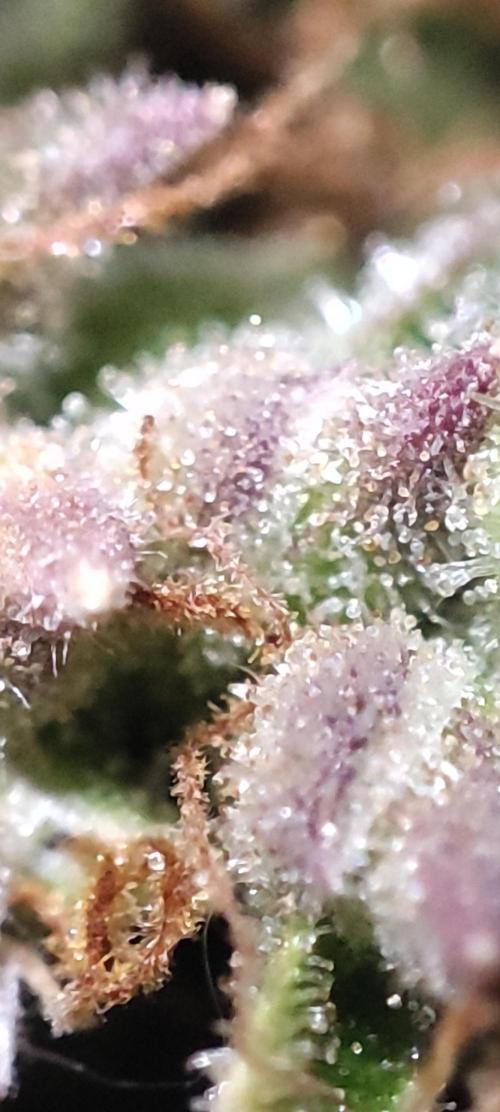 California Haze Humboltd Company. Week 33