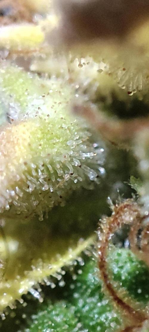 California Haze Humboltd Company. Week 33