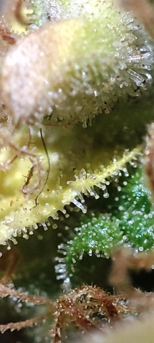 California Haze Humboltd Company. Week 33