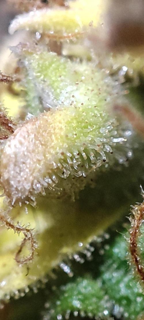 California Haze Humboltd Company. Week 33