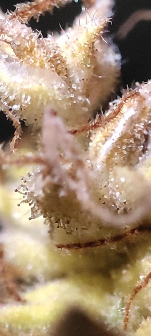 California Haze Humboltd Company. Week 33