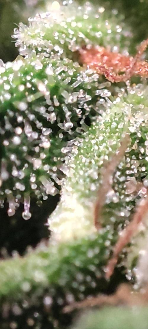 California Haze Humboltd Company. Week 33