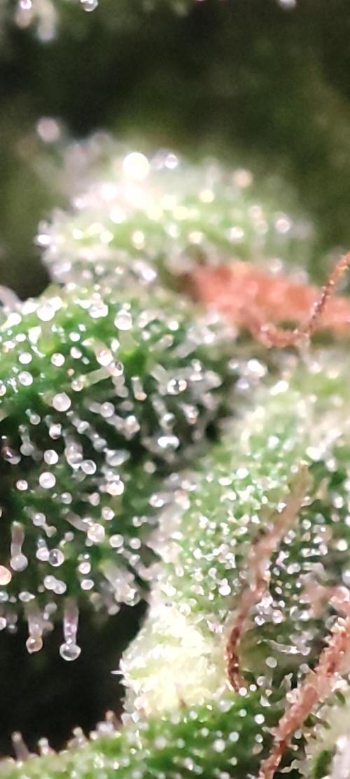 California Haze Humboltd Company. Week 33