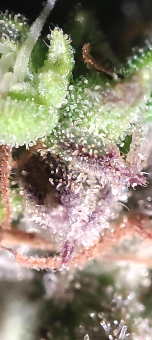 California Haze Humboltd Company. Week 33