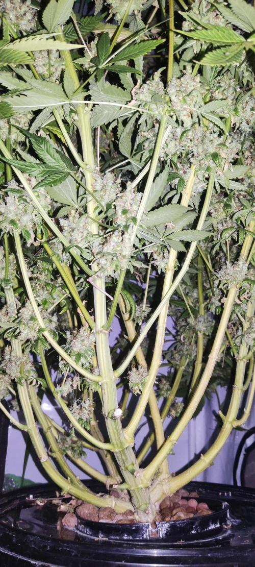 California Haze Humboltd Company. Week 33