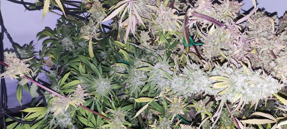 California Haze Humboltd Company. Week 33