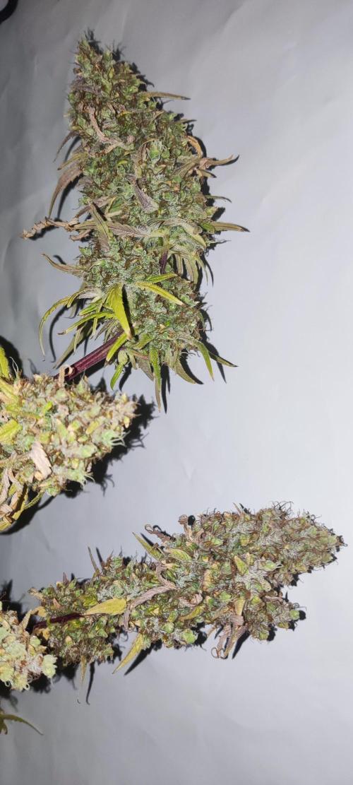 California Haze Humboltd Company. Week 33