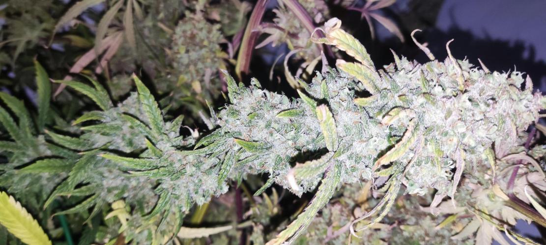 California Haze Humboltd Company. Week 33