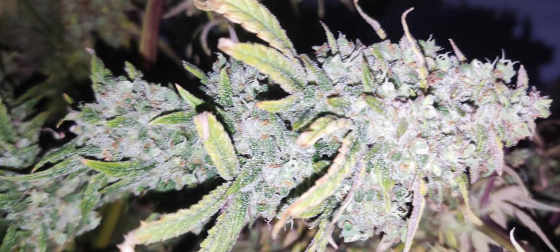 California Haze Humboltd Company. Week 33