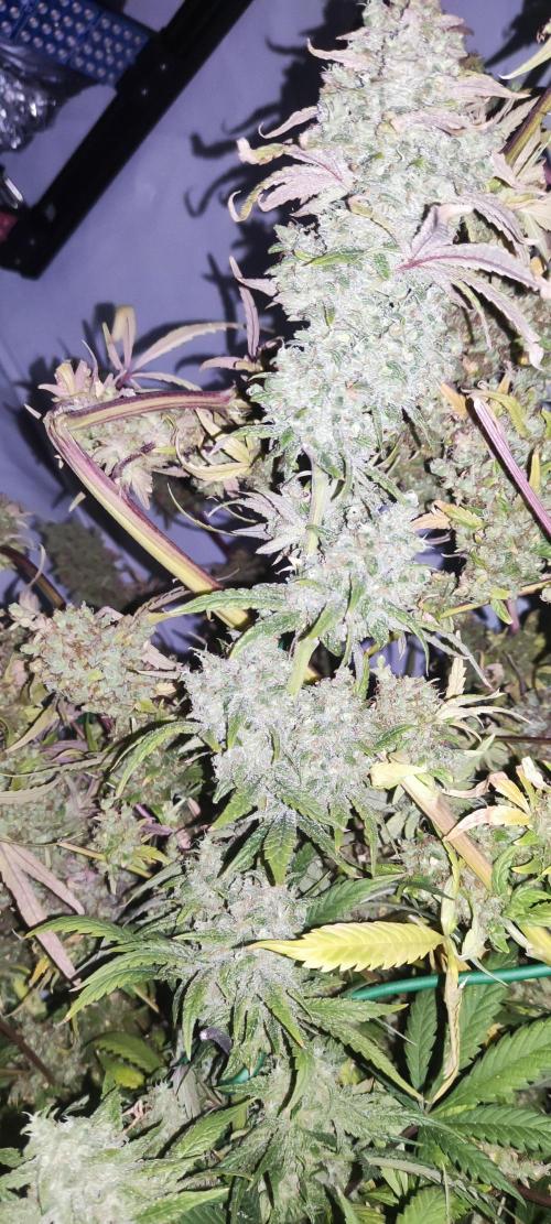 California Haze Humboltd Company. Week 33