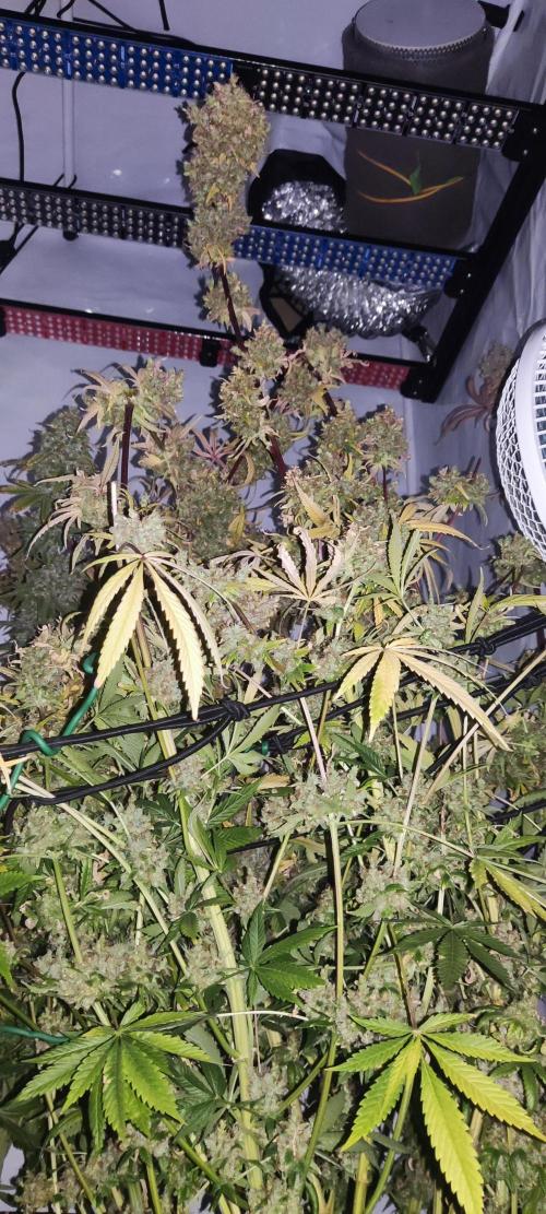 California Haze Humboltd Company. Week 33