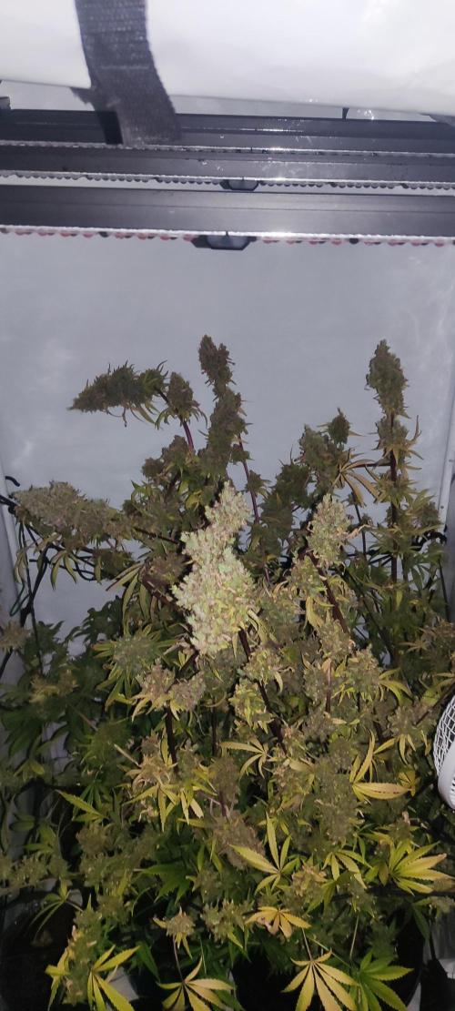 California Haze Humboltd Company. Week 33