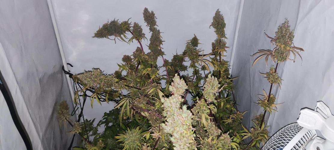 California Haze Humboltd Company. Week 33