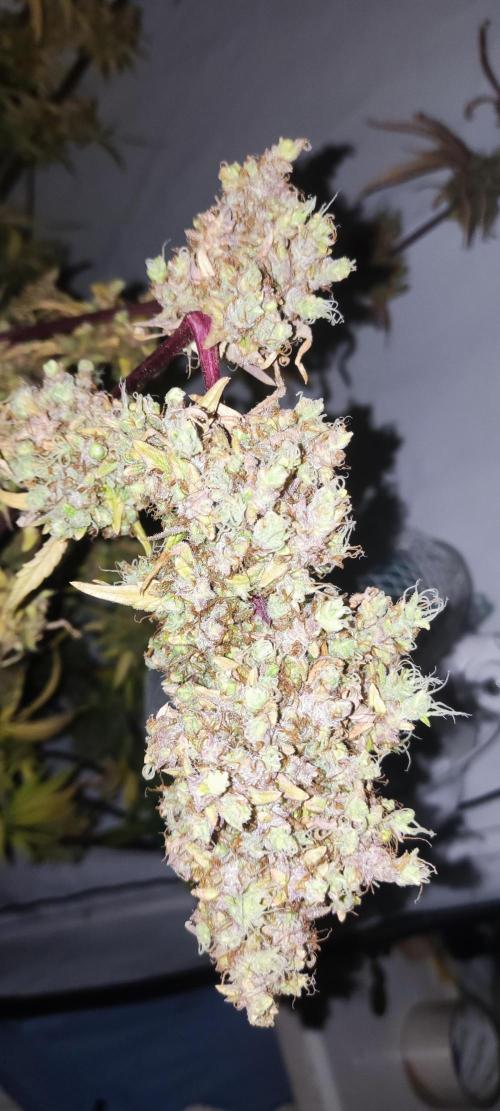 California Haze Humboltd Company. Week 33