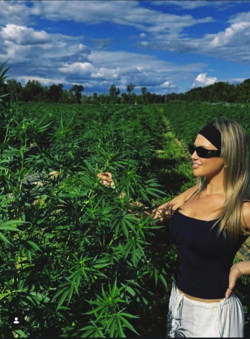 California Haze Humboltd Company. Week 34