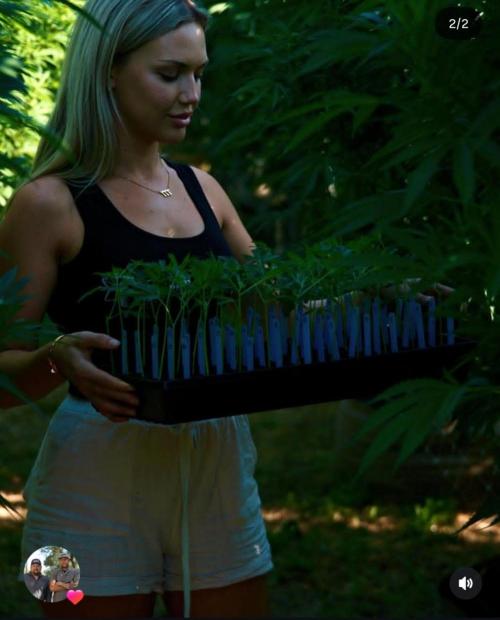 California Haze Humboltd Company. Week 34