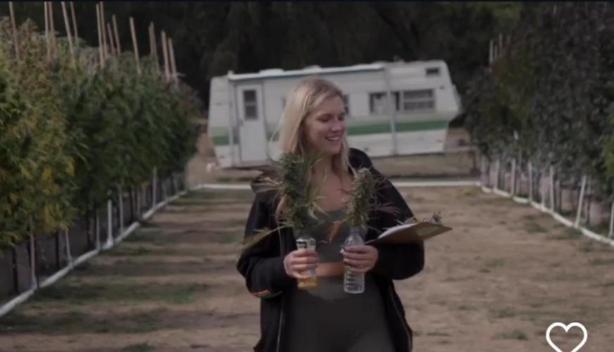 California Haze Humboltd Company. Week 34