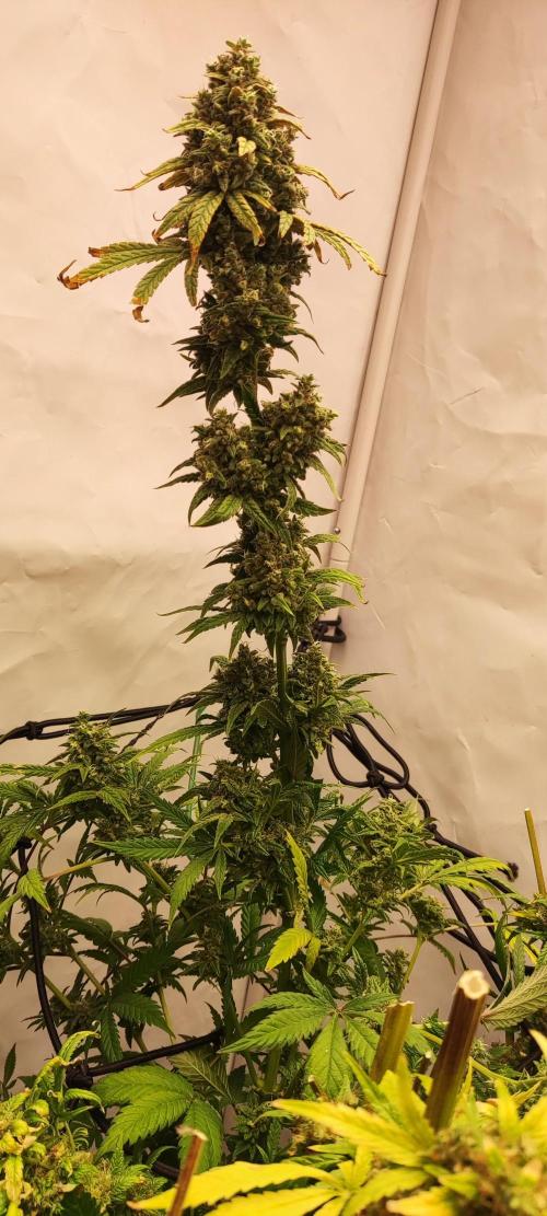 California Haze Humboltd Company. Week 35