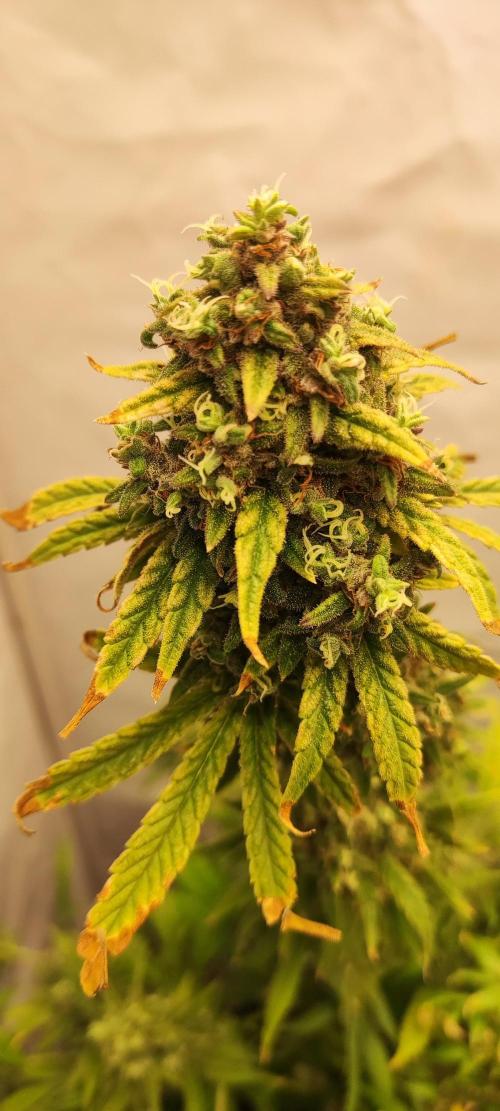 California Haze Humboltd Company. Week 35