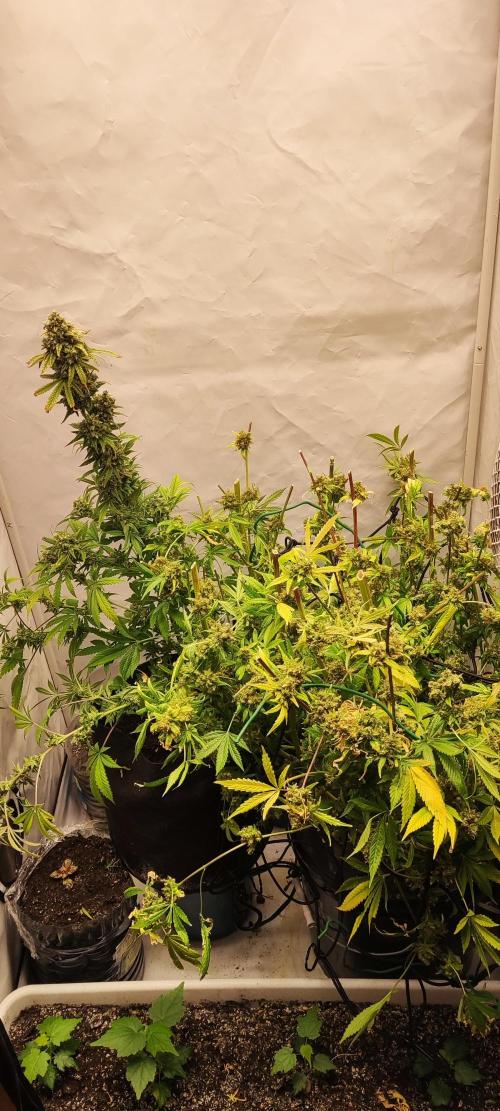 California Haze Humboltd Company. Week 35