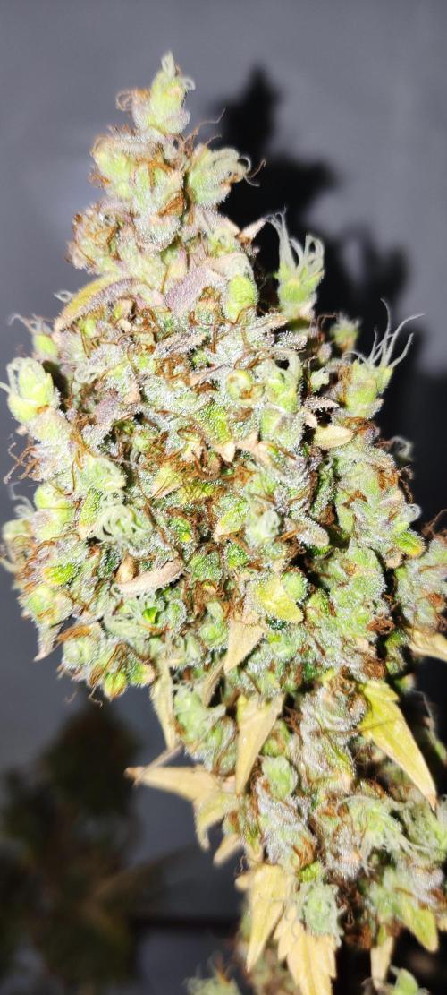 California Haze Humboltd Company. Week 35