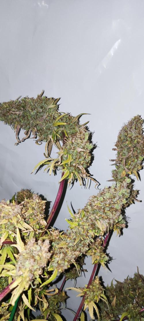 California Haze Humboltd Company. Week 35