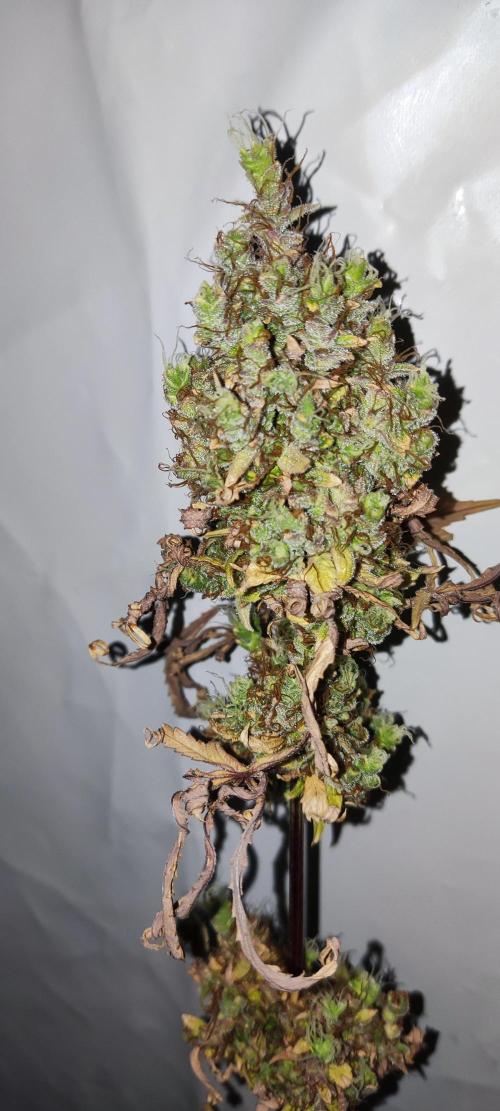 California Haze Humboltd Company. Week 35