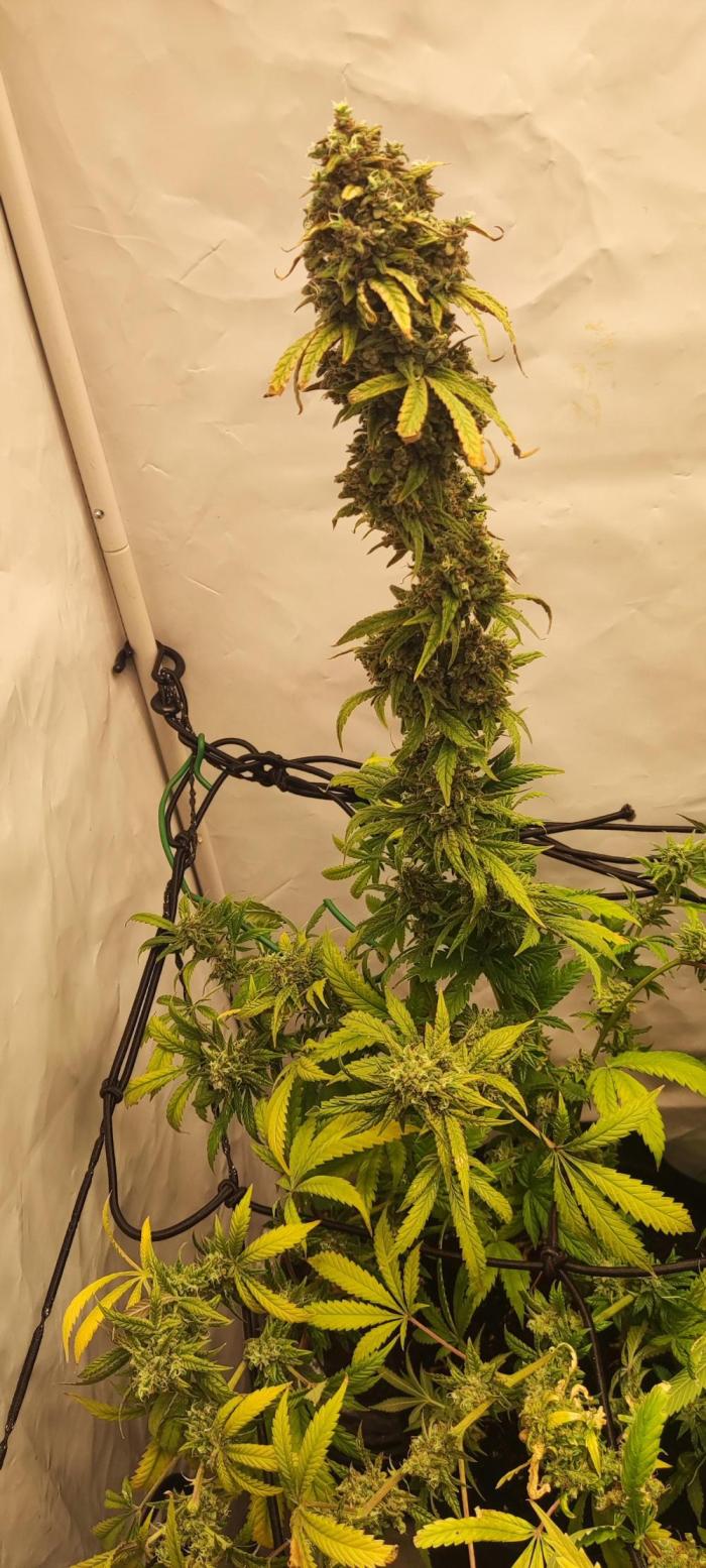 California Haze Humboltd Company. Week 36