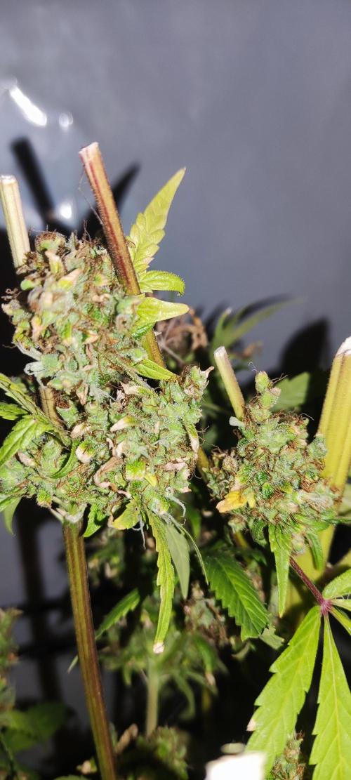 California Haze Humboltd Company. Week 37