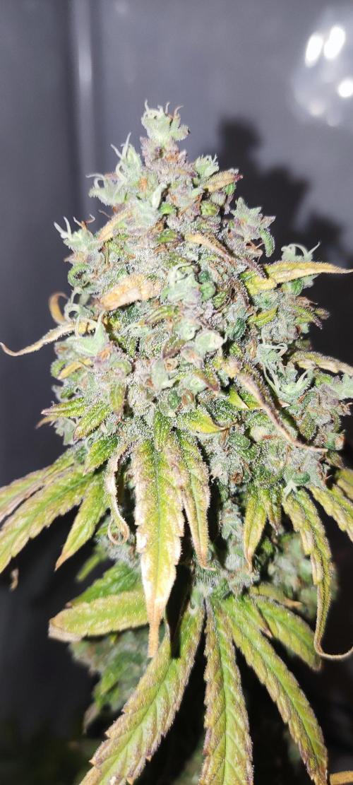 California Haze Humboltd Company. Week 37