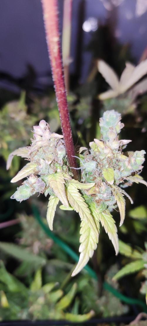 California Haze Humboltd Company. Week 37