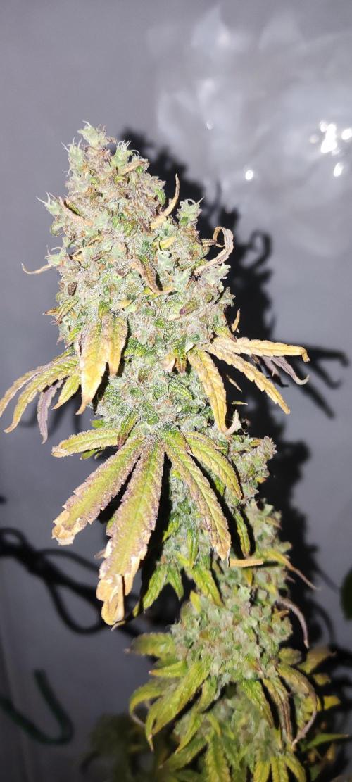 California Haze Humboltd Company. Week 37