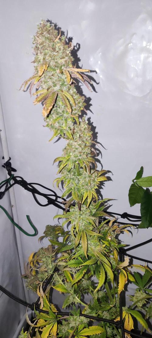 California Haze Humboltd Company. Week 37