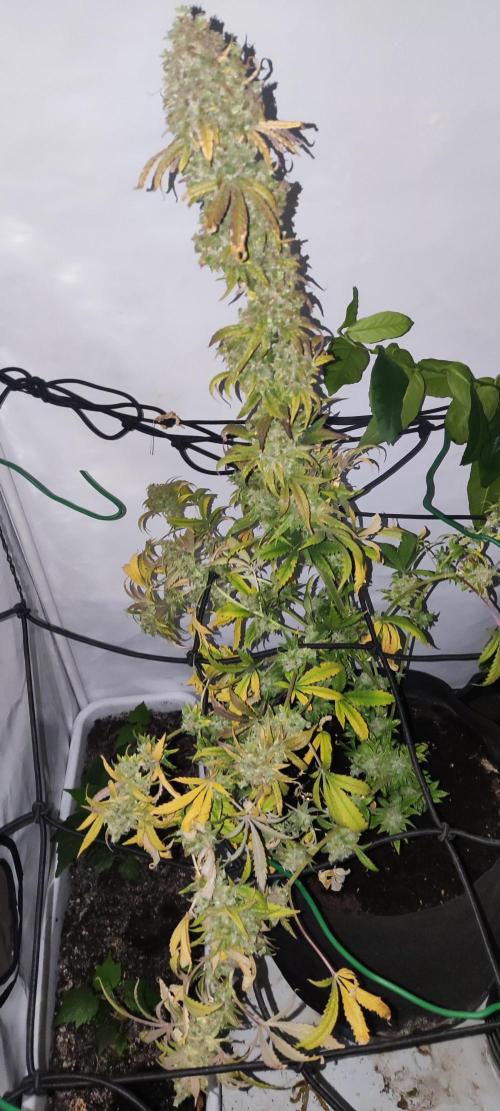 California Haze Humboltd Company. Week 37