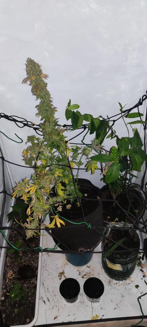 California Haze Humboltd Company. Week 37