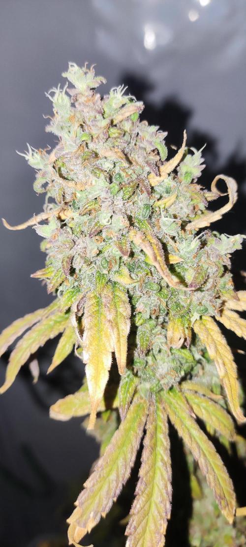 California Haze Humboltd Company. Week 37