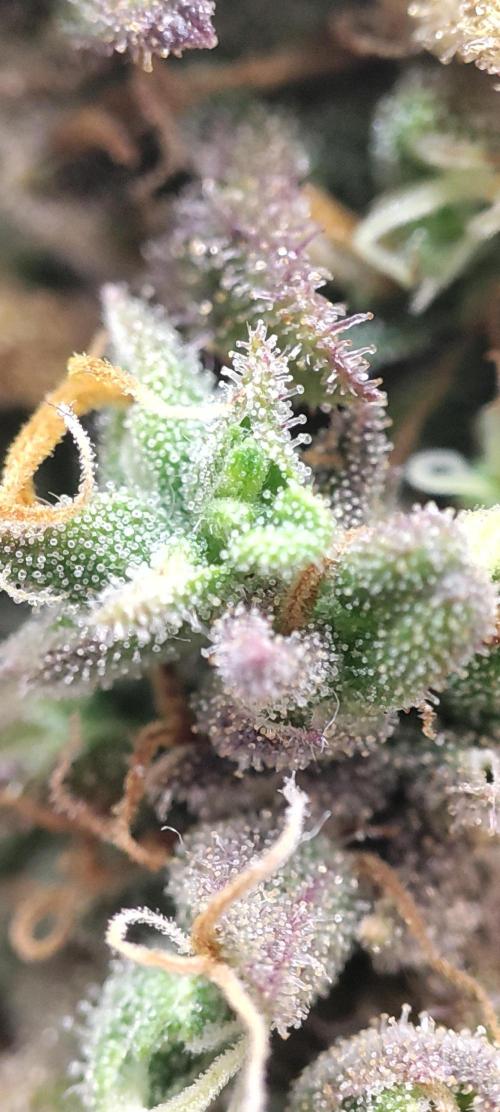 California Haze Humboltd Company. Week 37