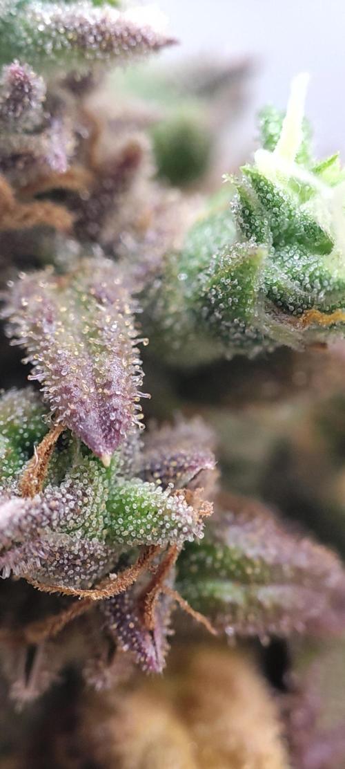 California Haze Humboltd Company. Week 37