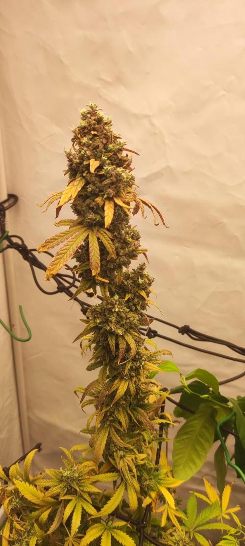 California Haze Humboltd Company. Week 37