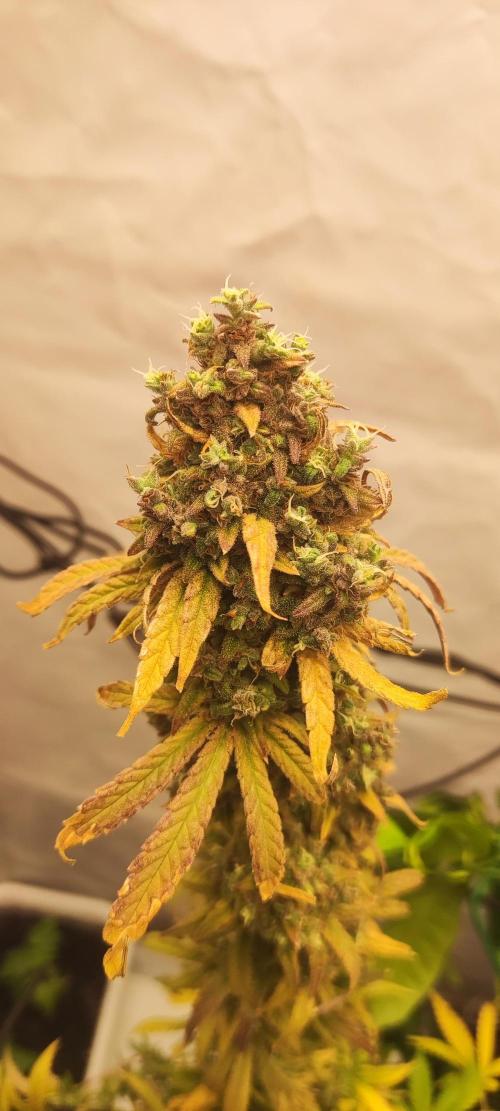 California Haze Humboltd Company. Week 37